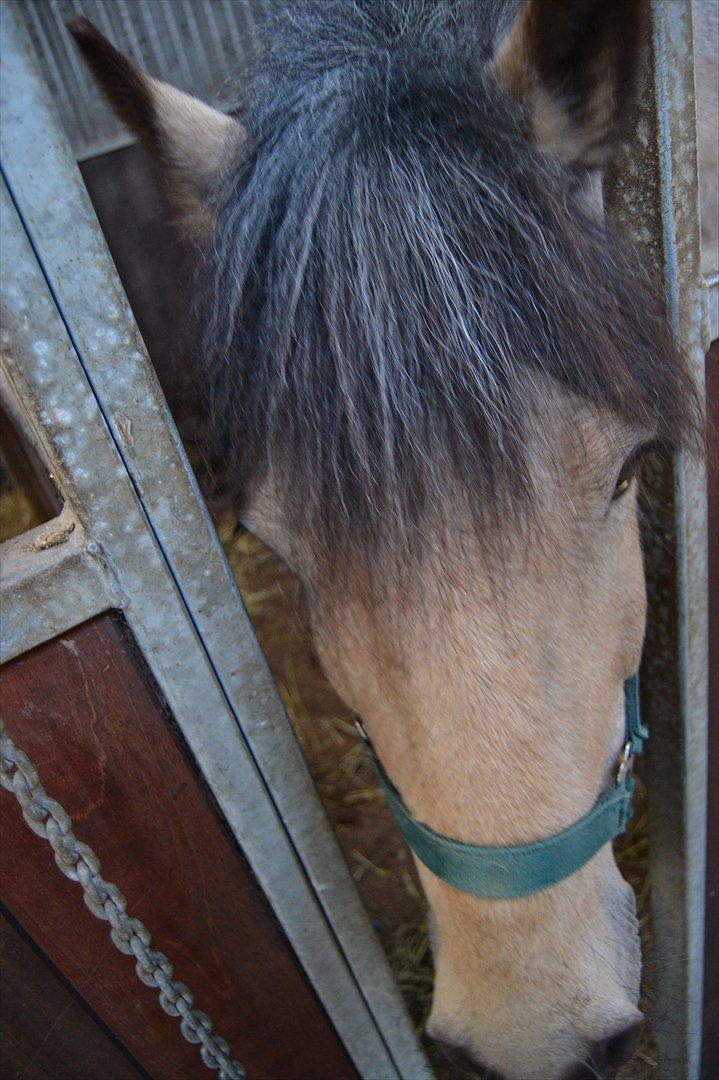 Anden særlig race Mikkel  billede 1