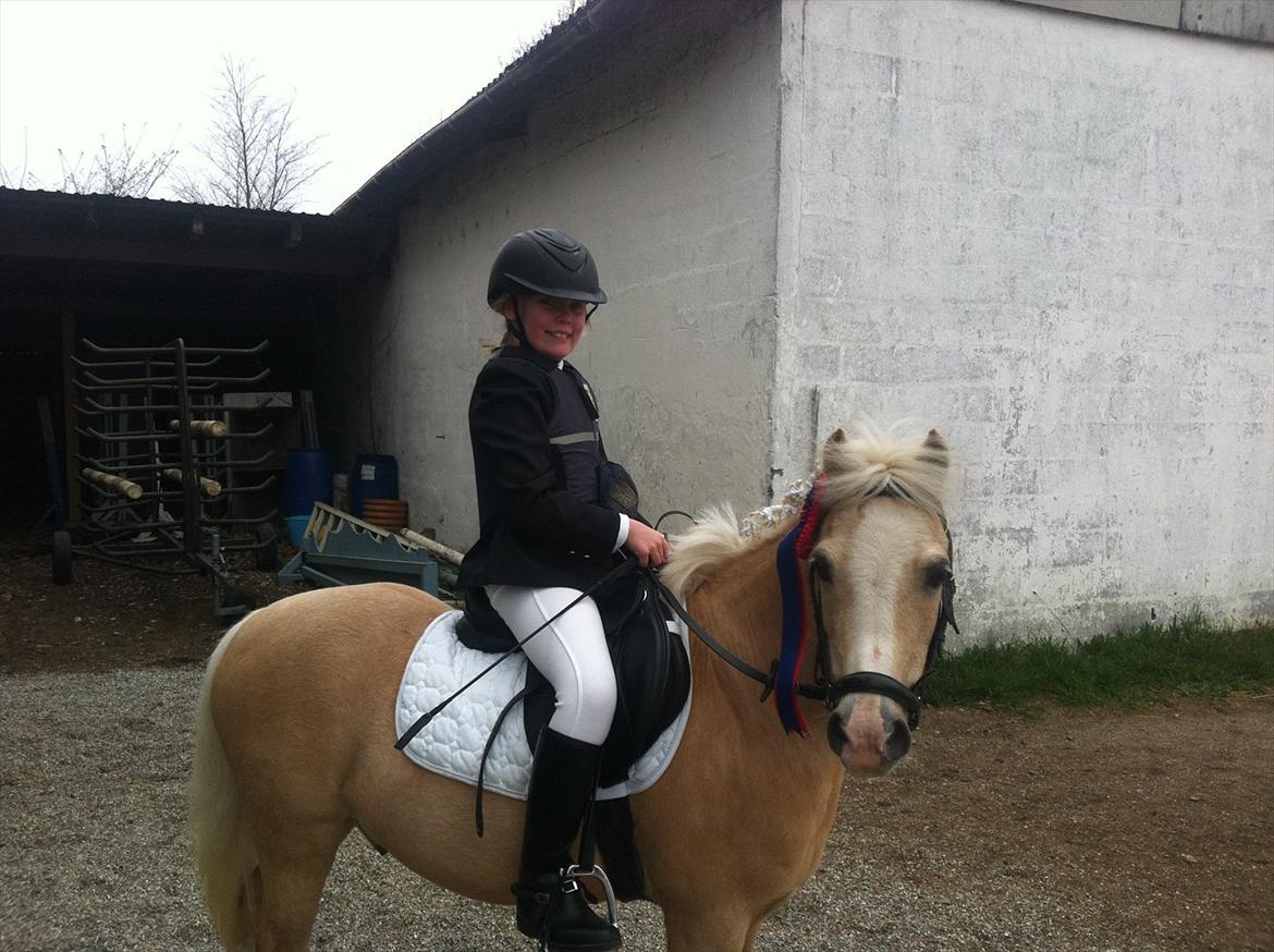 Welsh Mountain (sec A) Emil - Emil og jeg til vores første springstævne :D  billede 1