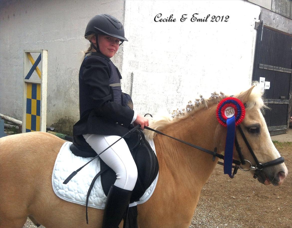 Welsh Mountain (sec A) Emil - Tak for hjælpen Helle!! billede 2