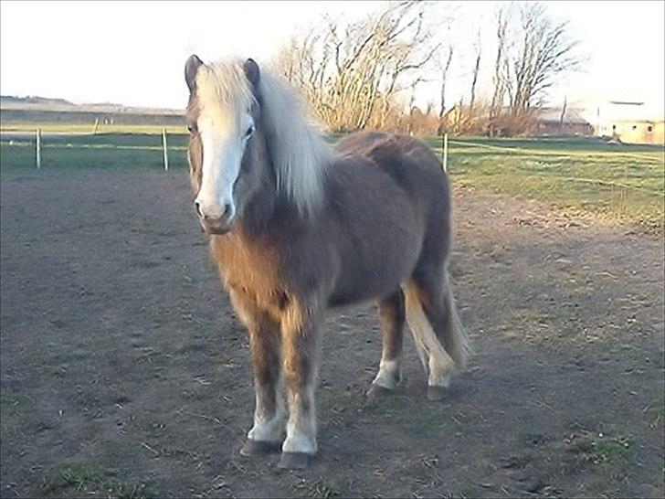 Islænder Bláfeldur frá Oddhóli - Dejlige hyp <3 billede 8