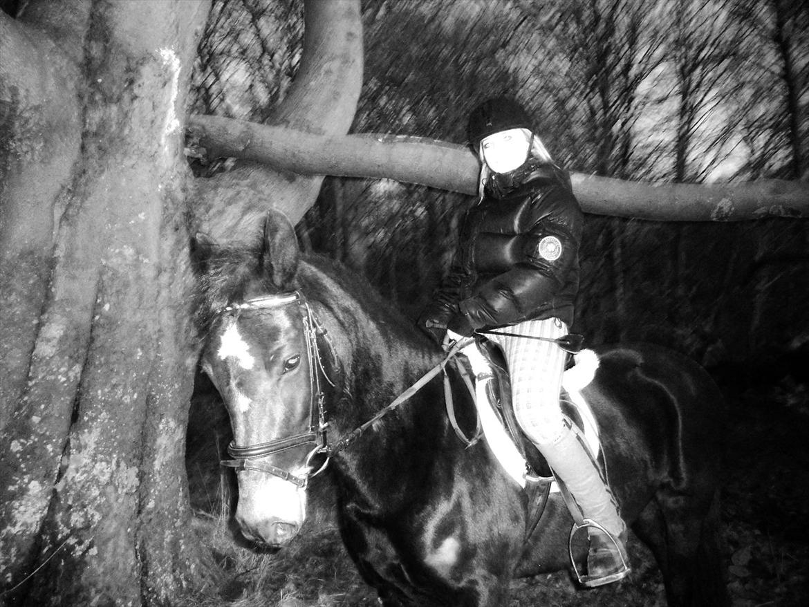 New Forest Queenshill Savannah billede 2