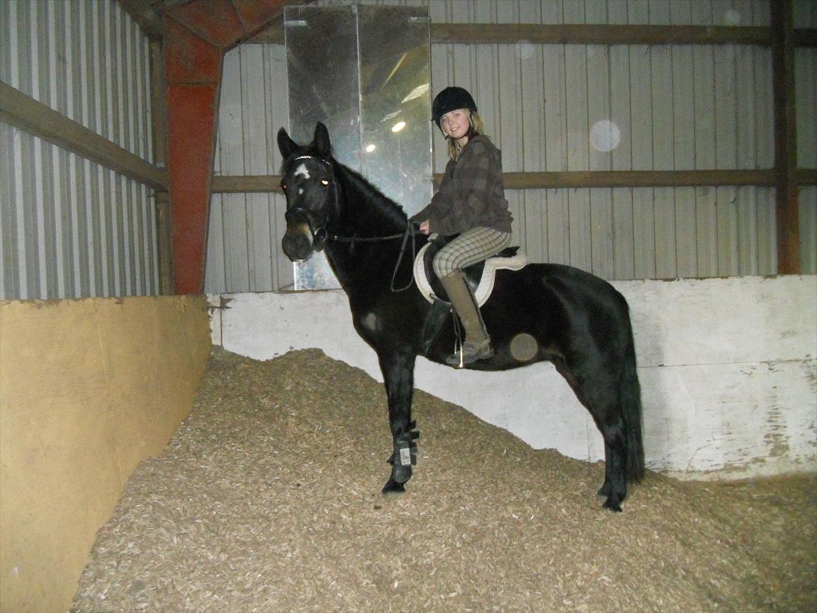 New Forest Queenshill Savannah billede 4