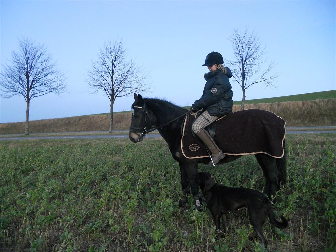 New Forest Queenshill Savannah billede 5