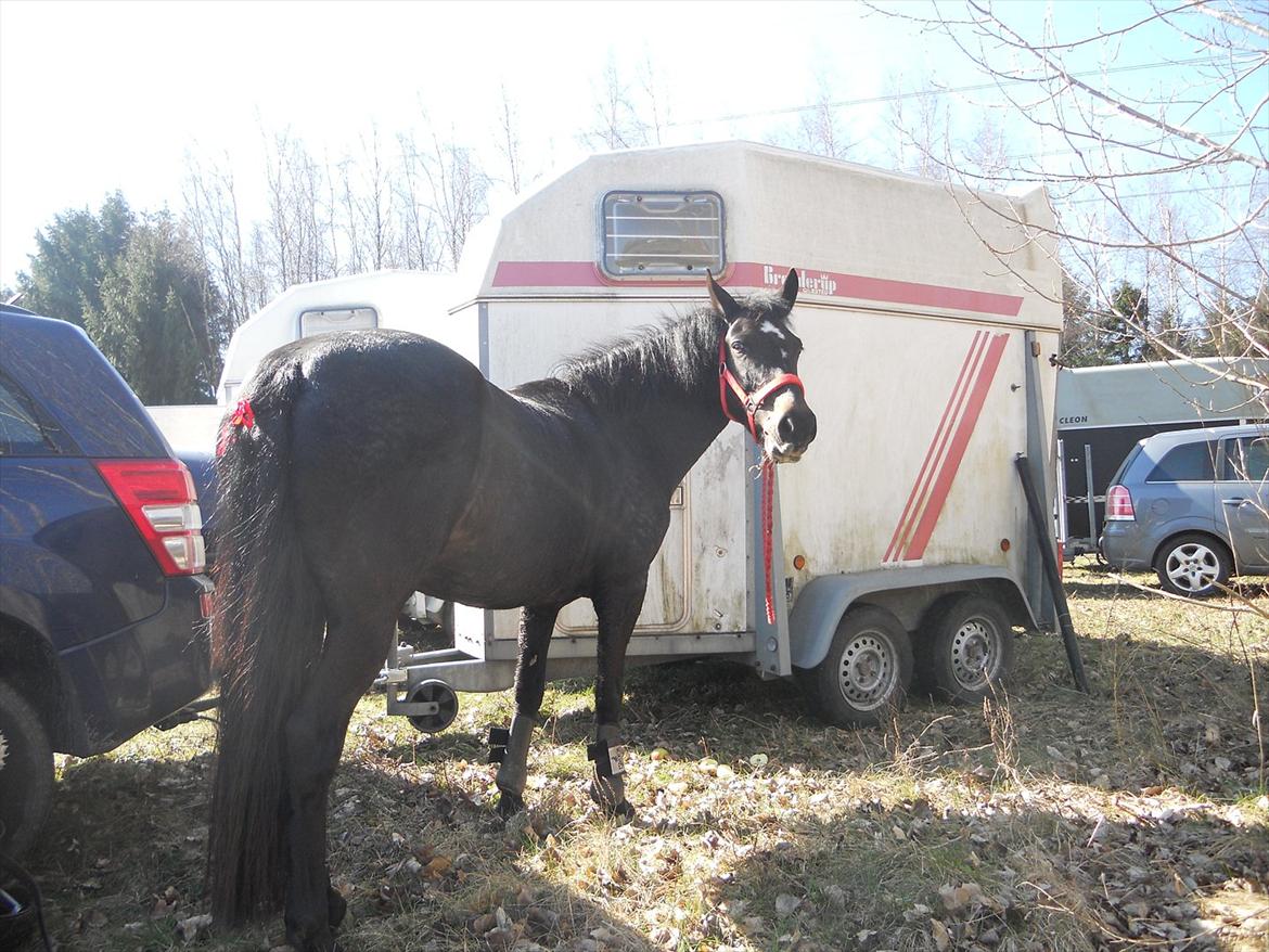 New Forest Queenshill Savannah - Savannah efter jagt!<3 billede 6