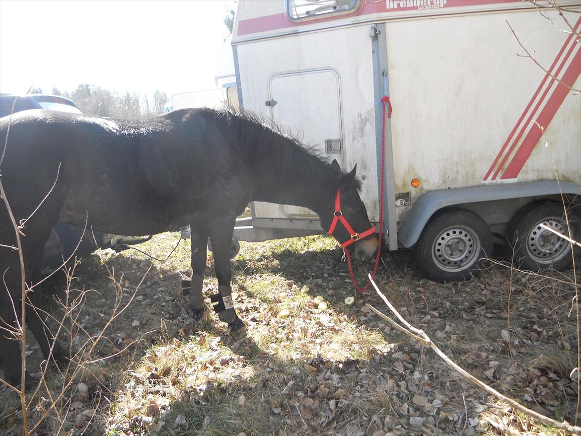 New Forest Queenshill Savannah - Er det godt med en masse guleroder og æbler Savannah?<3 billede 7