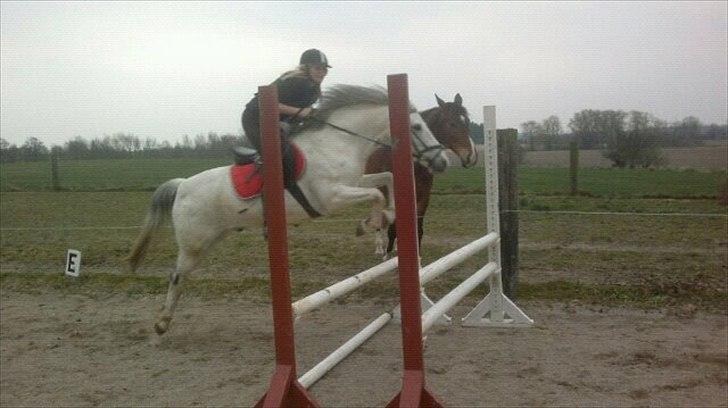 Tysk Sportspony Harry billede 16