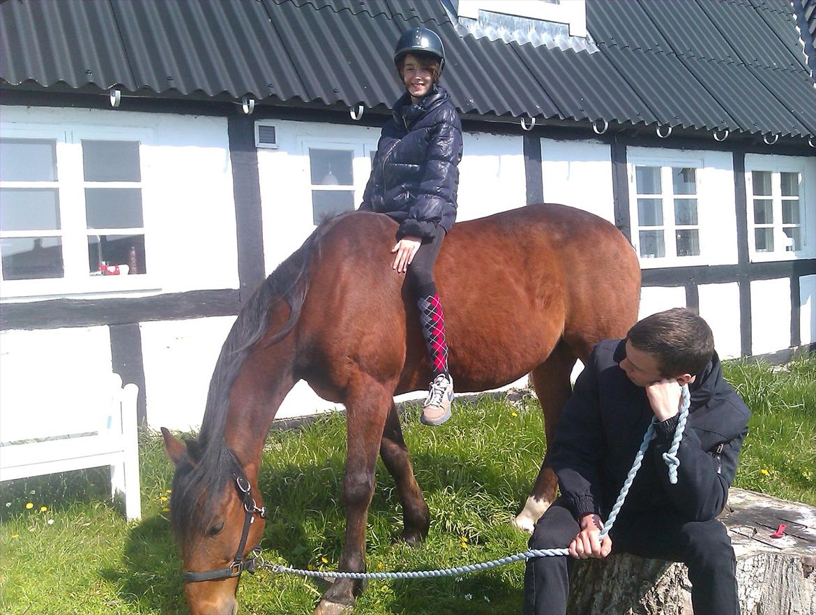 Svensk Varmblod Seth Fisch billede 3