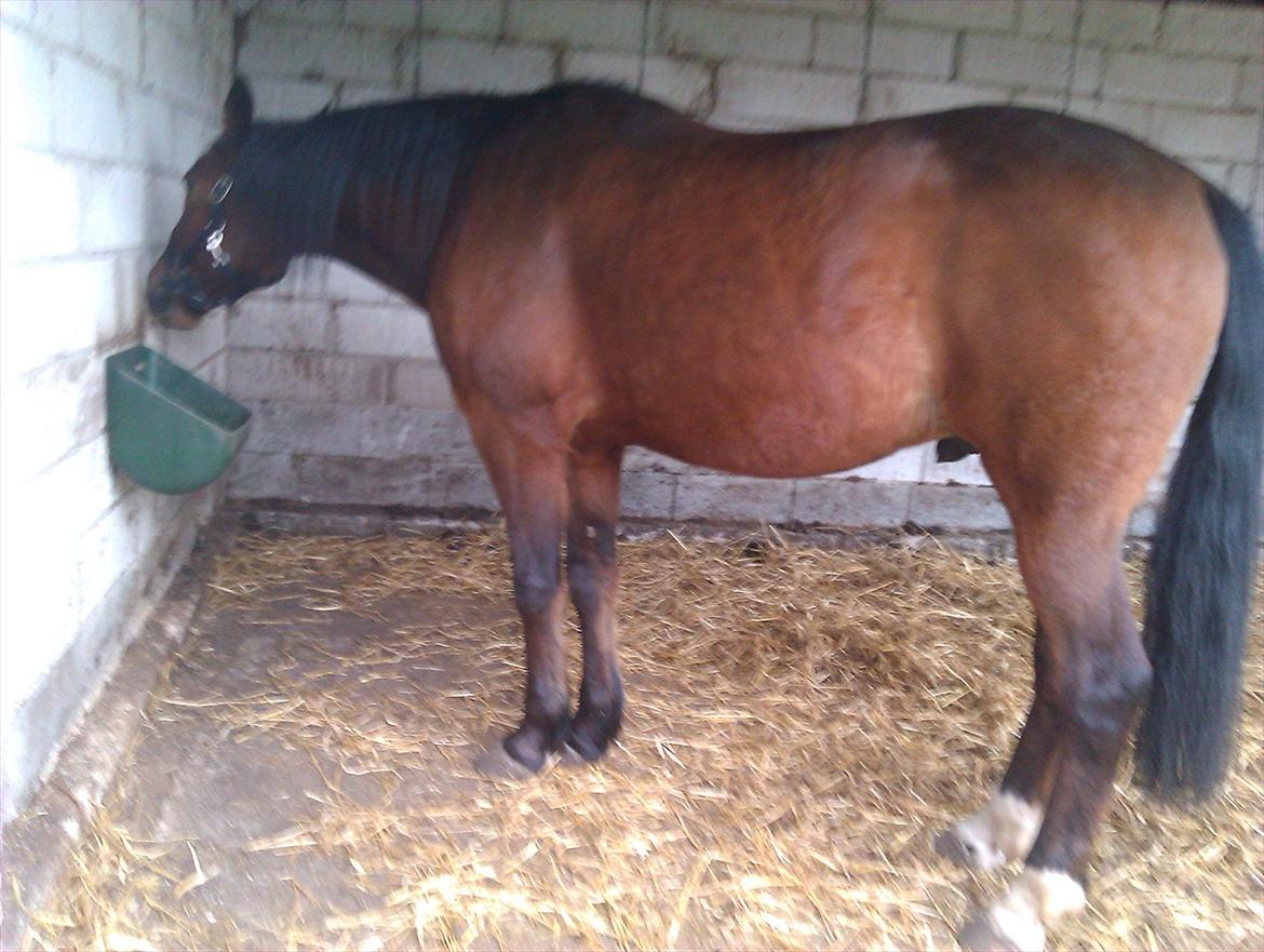 Svensk Varmblod Seth Fisch billede 1