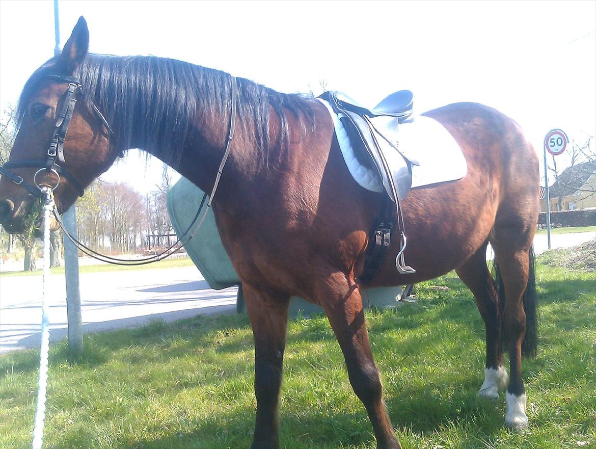 Svensk Varmblod Seth Fisch billede 6