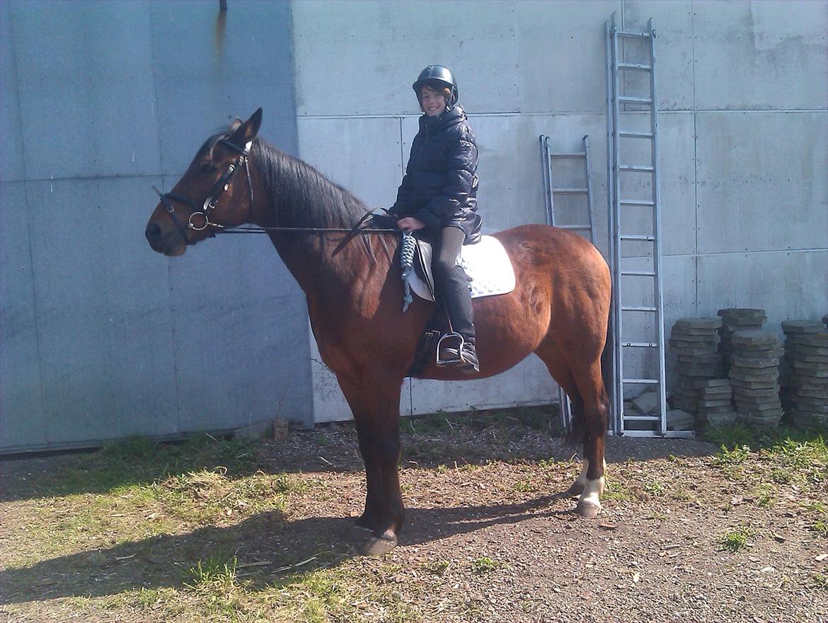 Svensk Varmblod Seth Fisch billede 4