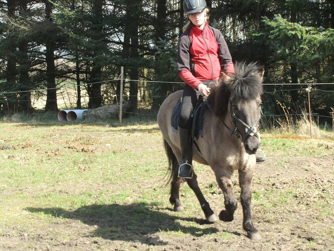 Islænder Mysla - Rider trav inde på vores fold/ridebane.
Foto Mor billede 8