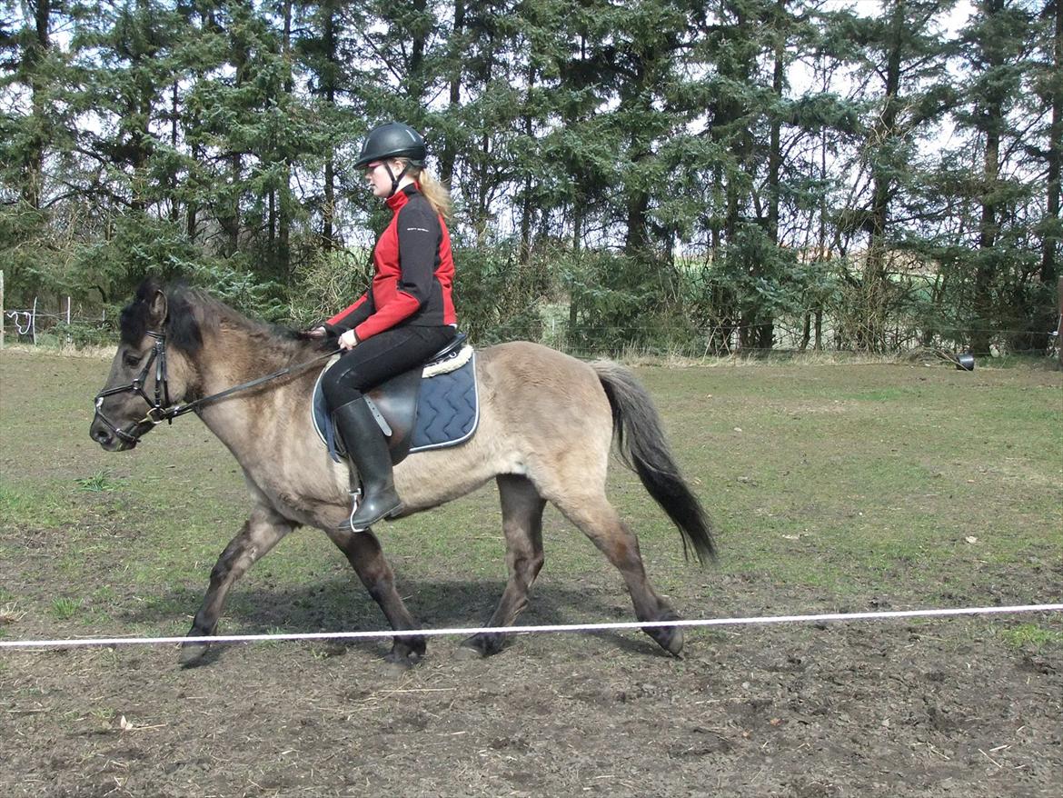 Islænder Mysla - Og så lidt tölt.
Foto Mor billede 9