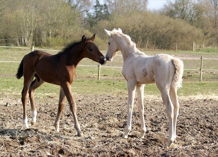Palomino Willamina - Wilma (2 uger) og Pelle billede 13