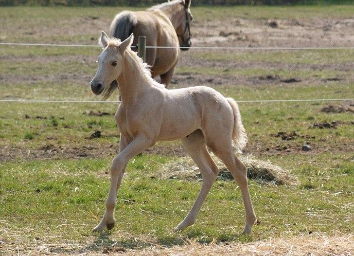 Palomino Willamina billede 14