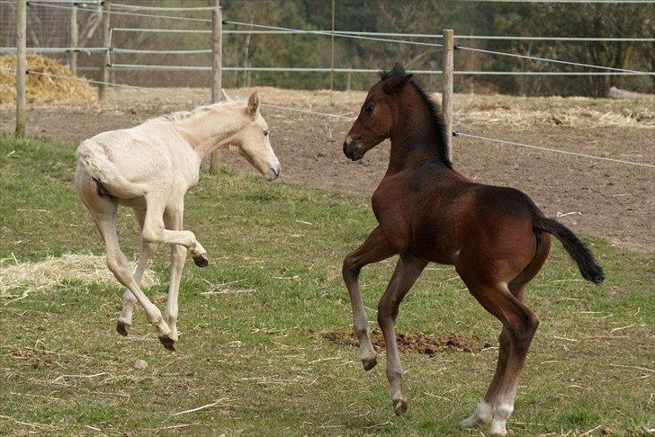 Palomino Willamina - Wilma og Pelle april 2012 billede 15