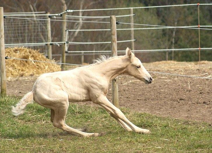 Palomino Willamina - Oops ! Et hegn billede 16