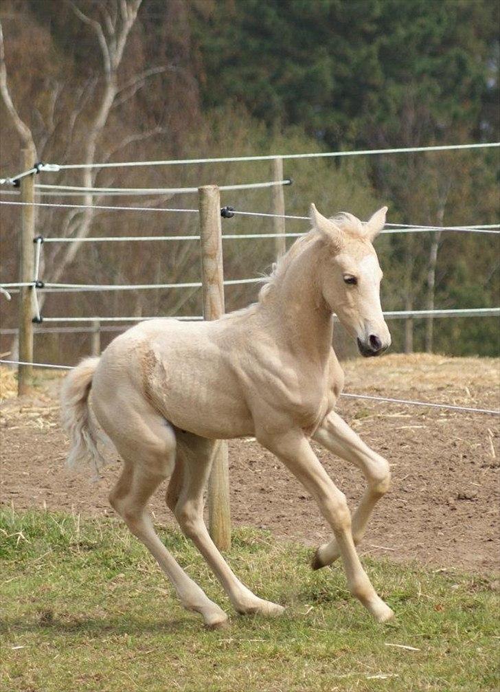 Palomino Willamina - Dressurhest billede 17