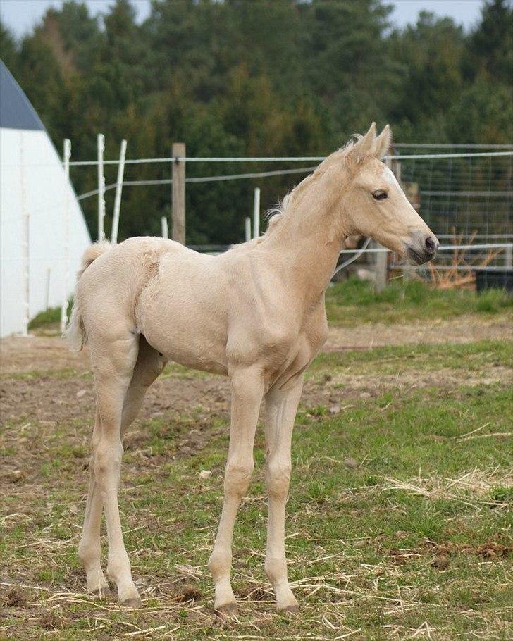 Palomino Willamina billede 18