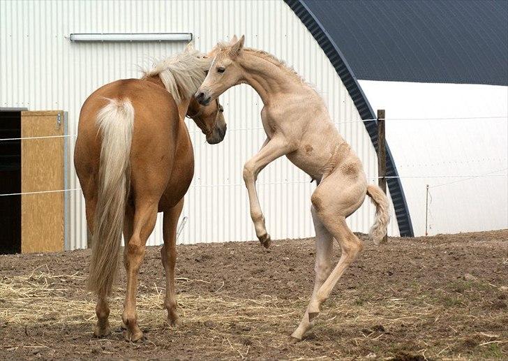 Palomino Willamina billede 19