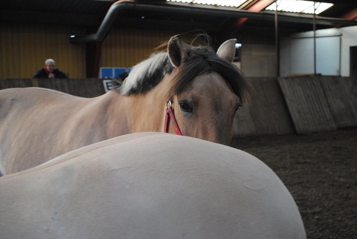 Anden særlig race Lilli min alt. Aldrig glemt i hjertet gemt!! billede 5