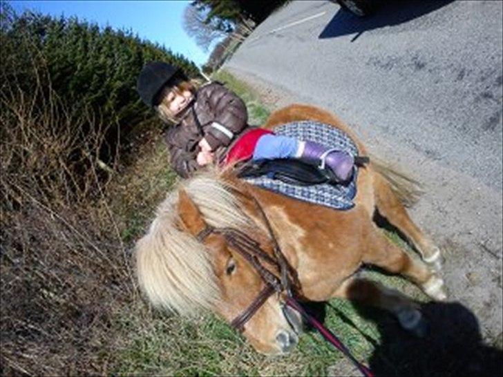 Shetlænder Frederik - Sarah på frederik ude på en fødselsdags-skrit-tur! billede 13