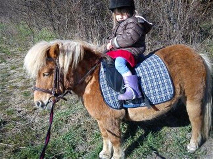 Shetlænder Frederik - Sarah og Frederik billede 14