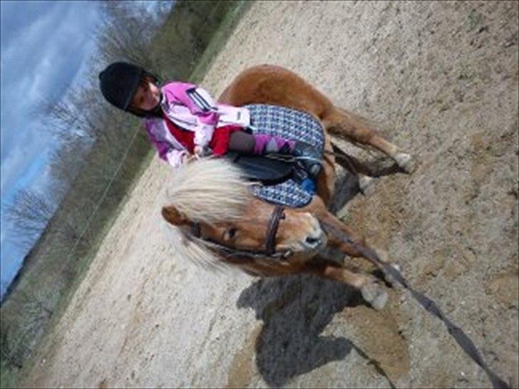 Shetlænder Frederik - Sarah og Frederik igen, igen!!
vi var oppe på naboens ridebane og skritede lidt og red lidt slalom!! billede 15