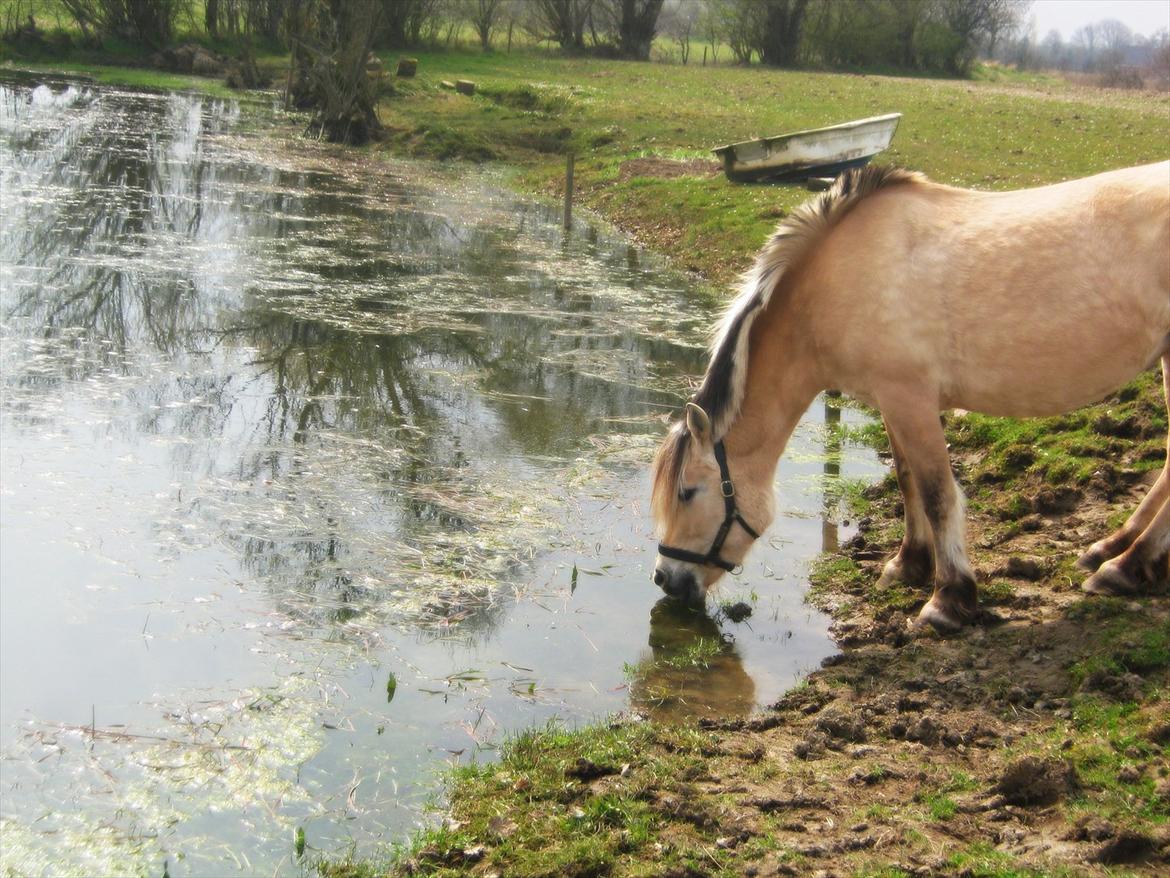 Fjordhest Vennely's Emma - Tørstig?
April 2012.
- Foto : Mejse billede 8
