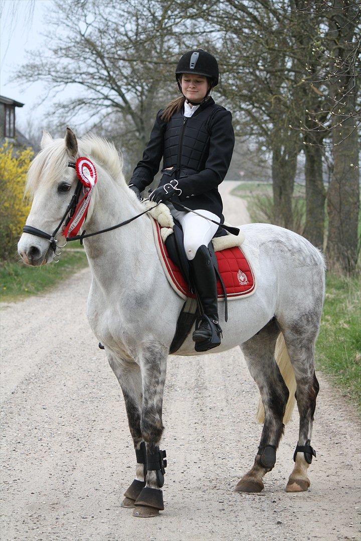 Welsh Cob (sec D) Athos/Mowgli - NYT* Stævne i HRR 1 plads i LC heste klasse Foto : Mor billede 21