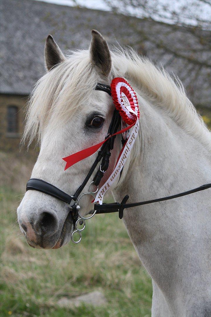 Welsh Cob (sec D) Athos/Mowgli - NYT* Stævne i HRR 1 plads i LC hesteklasse Foto : Mor billede 5