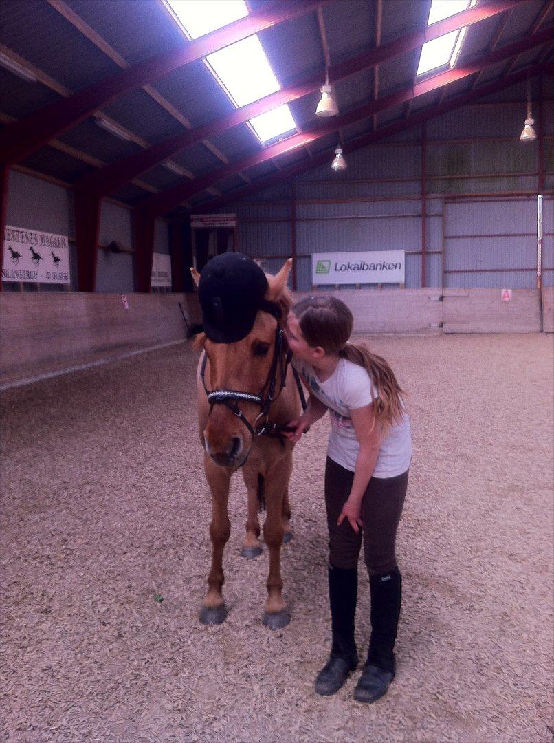 Anden særlig race Lucas <3 - Man kan ikke andet end at elske den pony! <3 billede 3