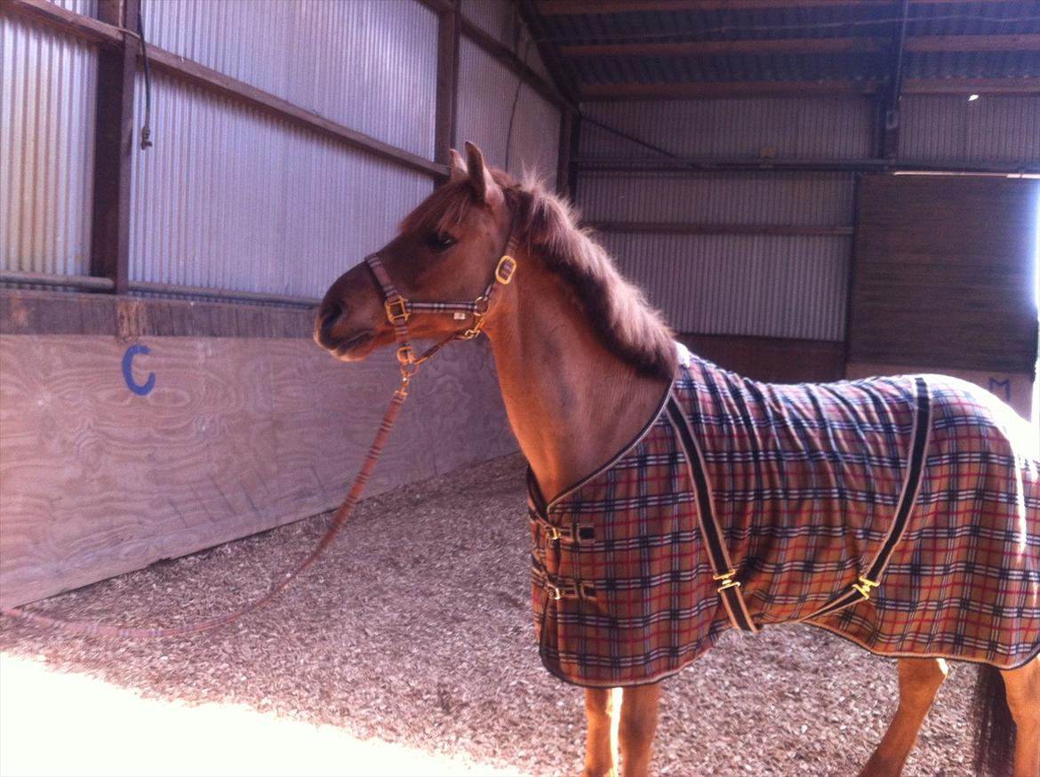 Anden særlig race Lucas <3 - Rigtig flot vallak! <3 :-*

- Dejlig hygge dag med dig pony! <3 billede 6