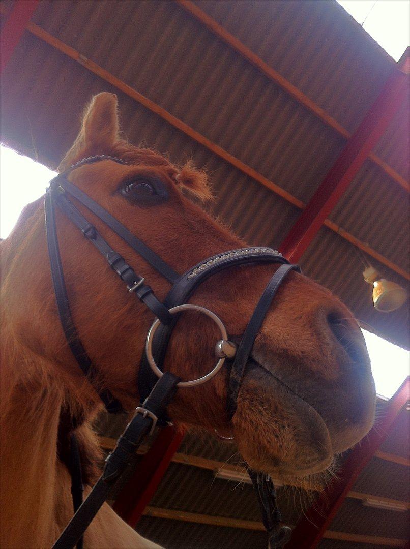 Anden særlig race Lucas <3 - SMUKKE Pony!!! <3 :* billede 20