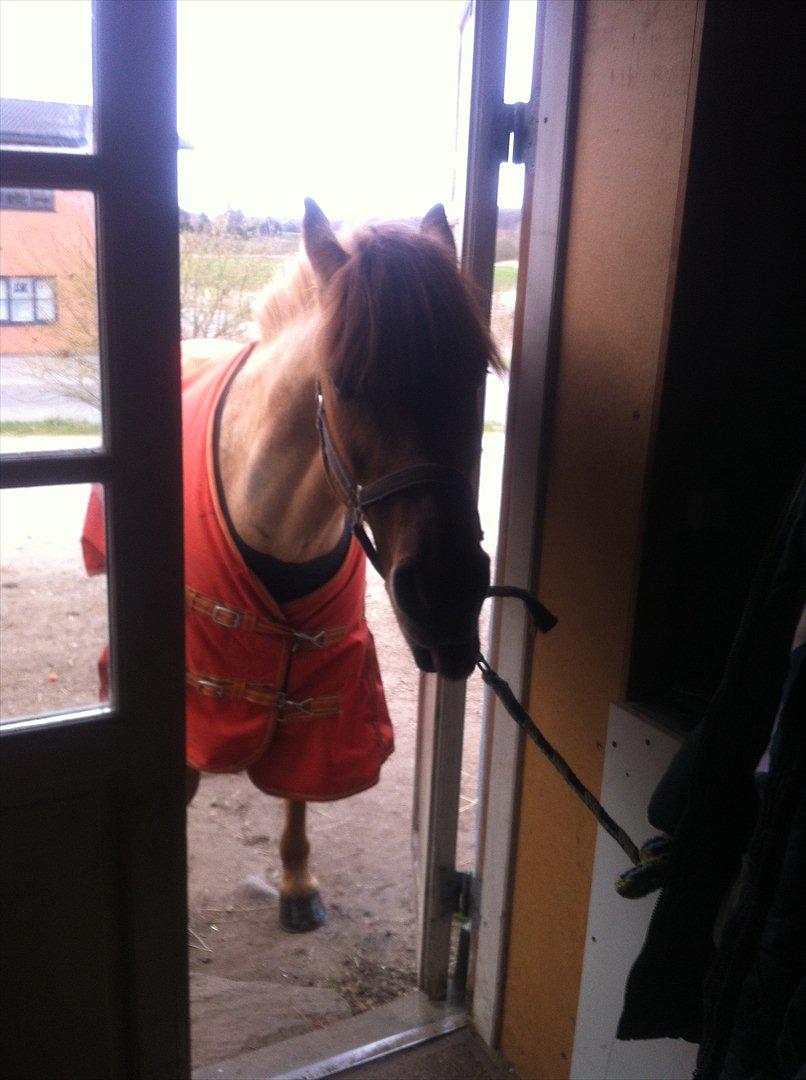 Anden særlig race Lucas <3 - På vej ind ad døren til sadelrummet <3

-SKØRE pony! <3<3<3 billede 18