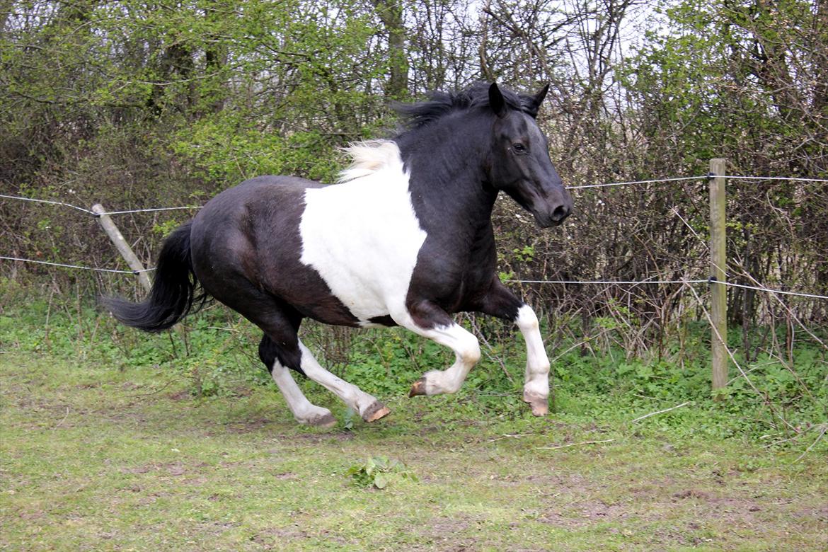 Anden særlig race Spike billede 2