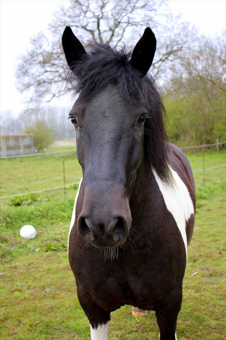Anden særlig race Spike billede 6
