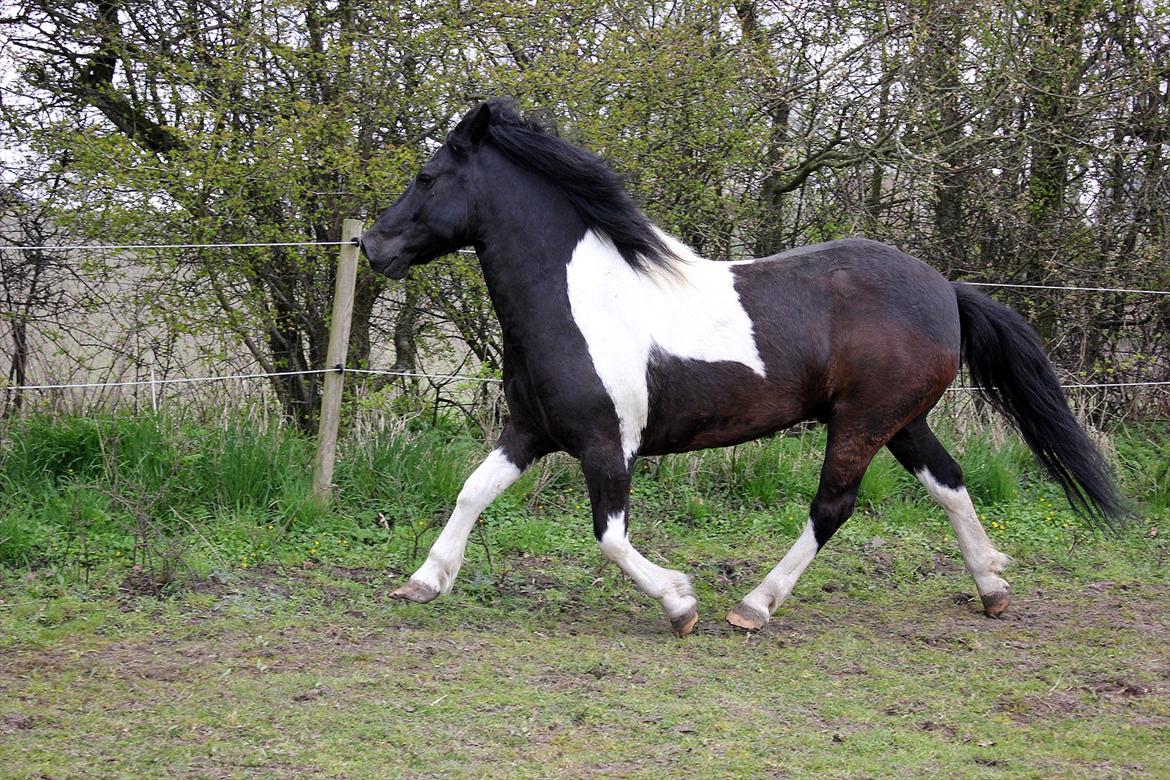 Anden særlig race Spike billede 3