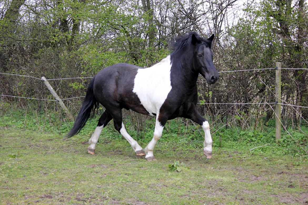 Anden særlig race Spike billede 5