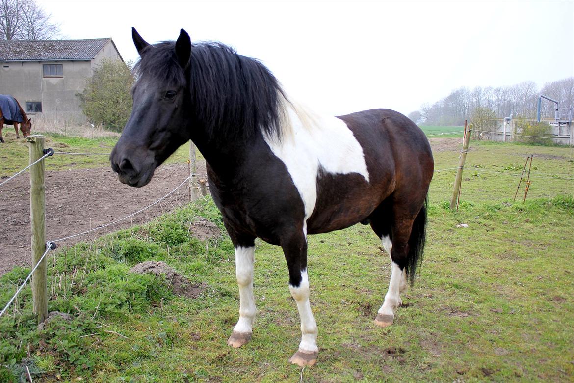 Anden særlig race Spike billede 4