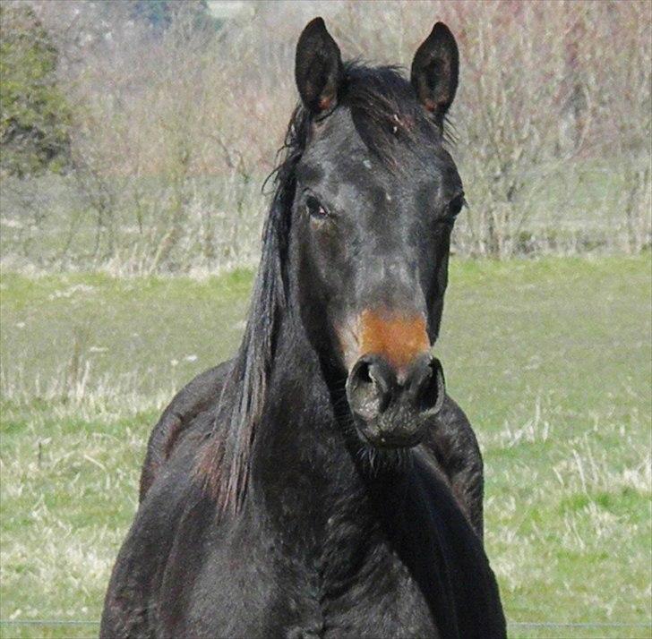 Dansk Varmblod Katrinelund De Choir (Mokka) billede 15