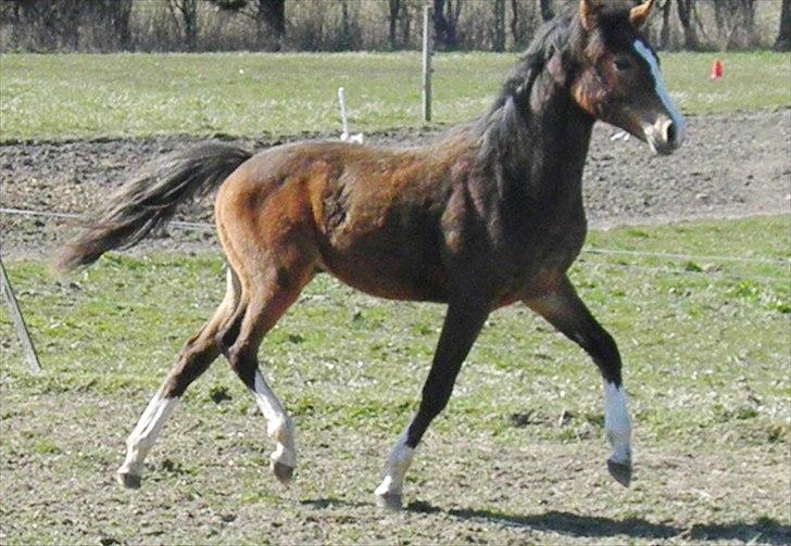 DSP Fredbo´s Rondo Royal<3 - April 2012 billede 16