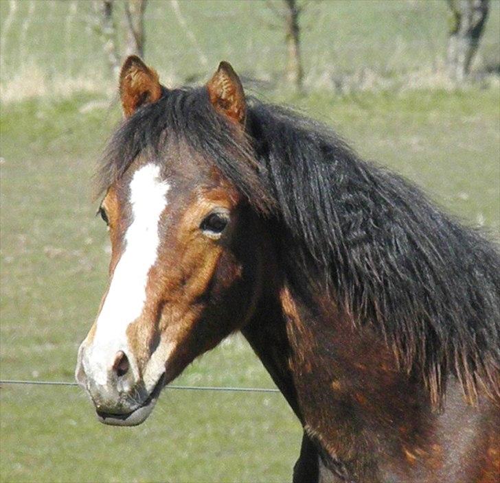 DSP Fredbo´s Rondo Royal<3 billede 29