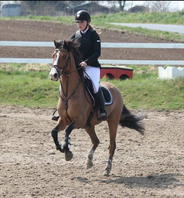 Anden særlig race Cappagh Unique - En kær pony der løber glad hen mod vandgraven til nordsjællandsmesterskaberne :)

Taget af Natalie Sam billede 19