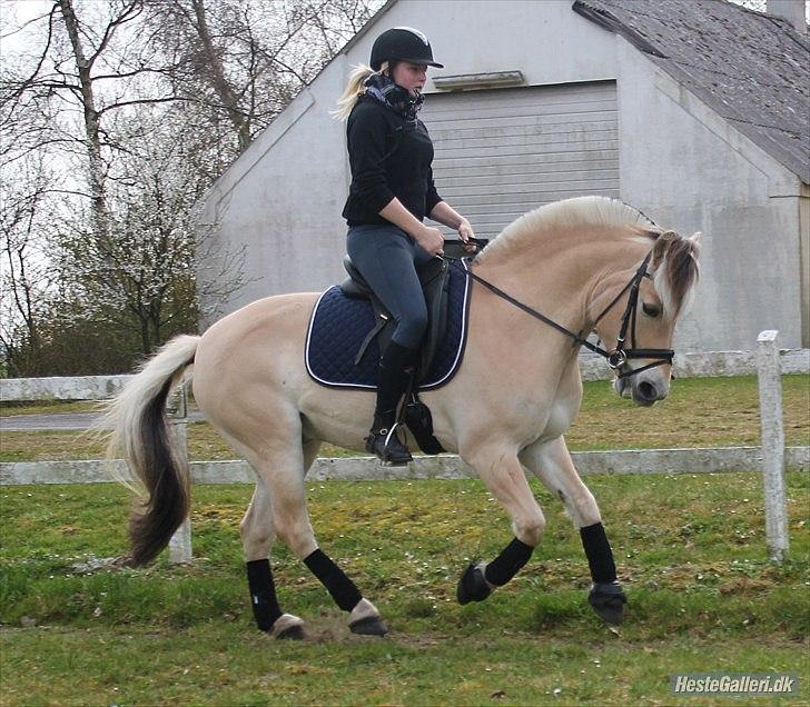 Fjordhest Milos Klattrup <3 #Dressur stjernen# - Fordi vi to KAN! billede 7