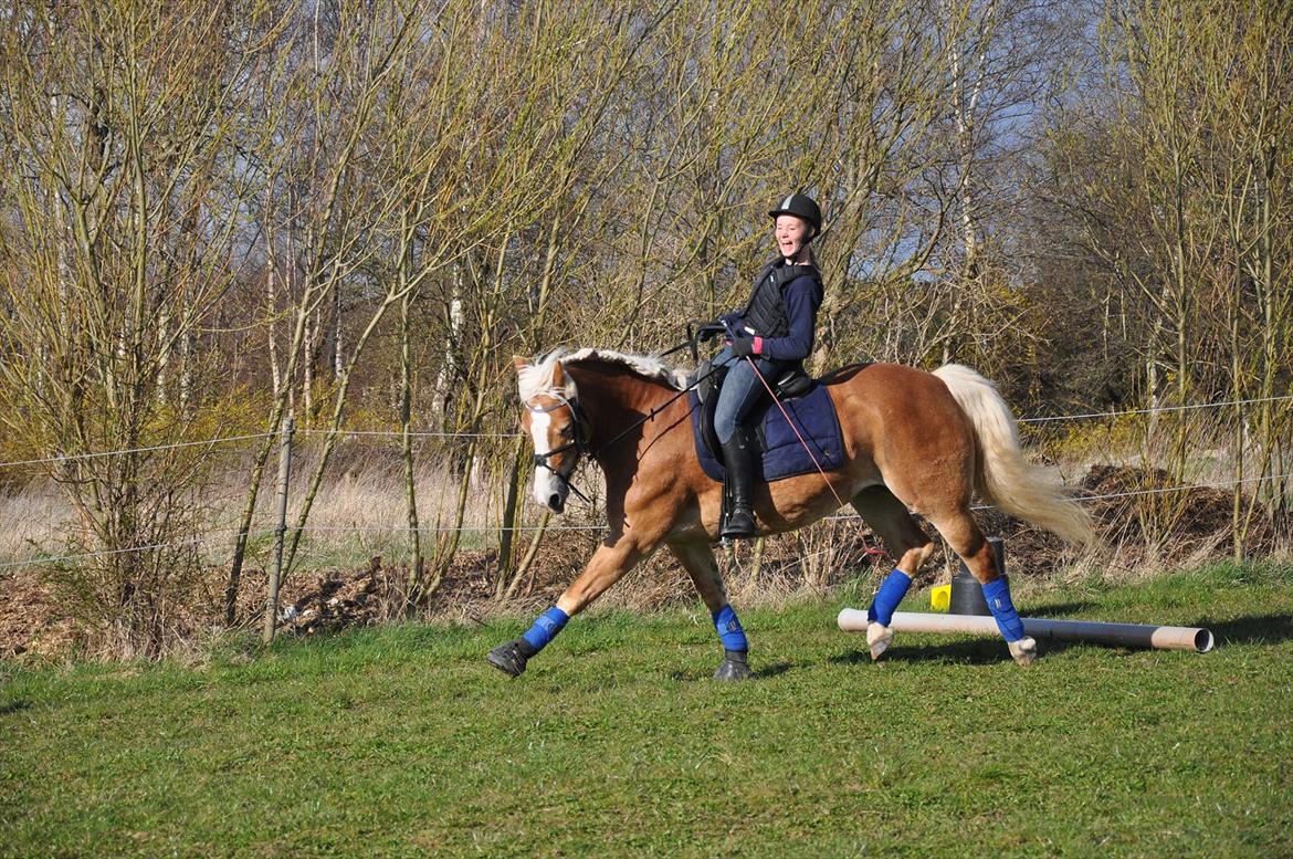 Tyroler Haflinger Frühlingsberge Ragazza - "Girls just wanna have fun!" billede 3