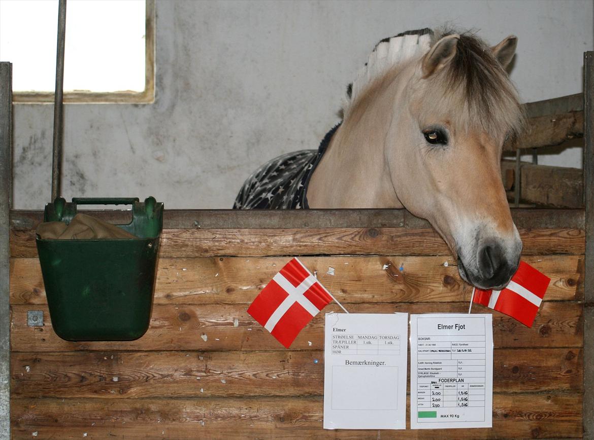 Fjordhest Elm Skovå (Elmer Fjot) - Elmer på sin 14 års fødselsdag! :D Foto: Janie Sparrow billede 8