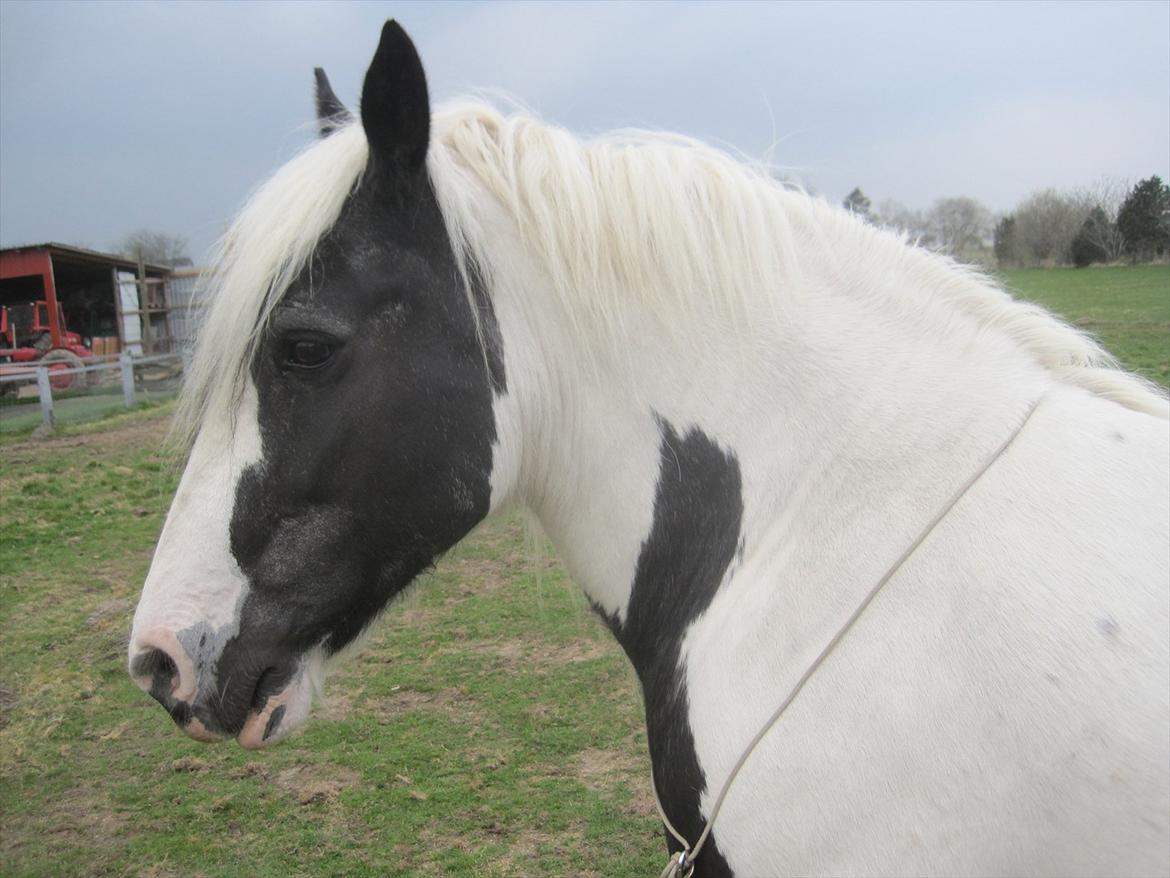 Tinker Maja billede 18