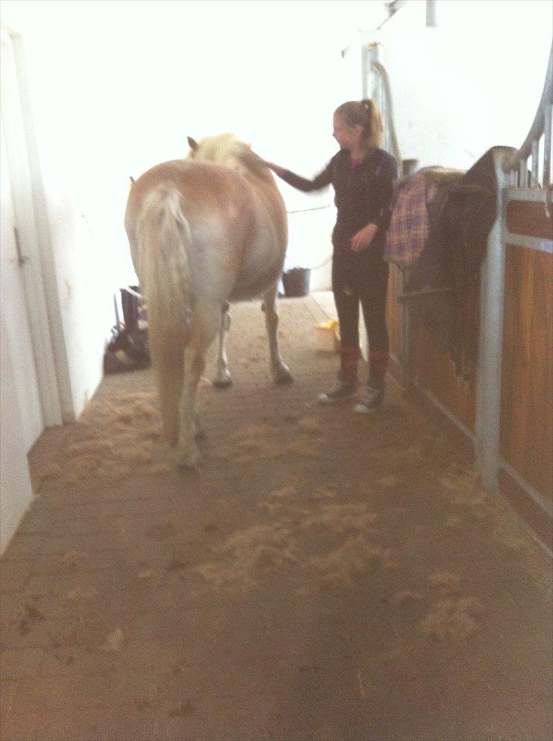 Haflinger Mistral - Misse og Nanna :-) Sikke han fælder..! :-D billede 20