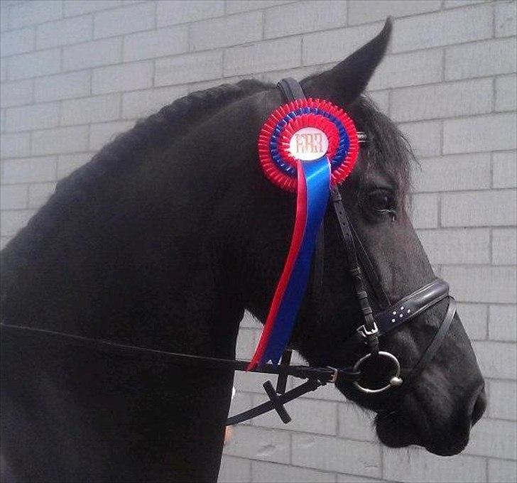 Frieser Labelle (Rix) RIP - Stævne på Horsens rideskole, 2 fejlfrie runder i 60 og 70cm (showklasse) billede 6