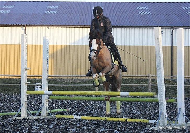 Welsh Cob (sec D) Thers Hey Harlekin - Maria og Harlekin hopper lidt højt. :-) Forår 2012. billede 12